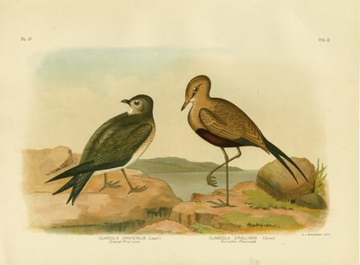 Pratincole orientale o piccola pratincole, 1891 da Gracius Broinowski